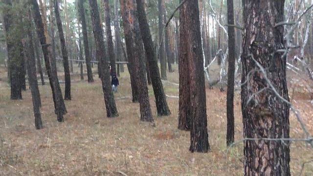 Грибы в конце ноября.