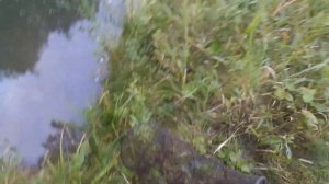 Ловушки для норки и выдры . Хорошо ловится норка под водой.