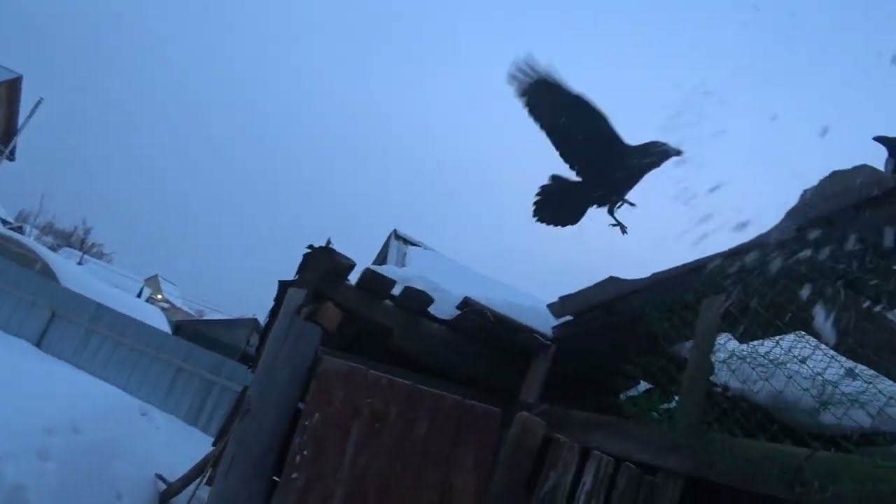 Как Муня в гости прилетала. смотреть онлайн