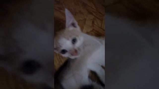 Котята 2 #Shorts смотреть онлайн