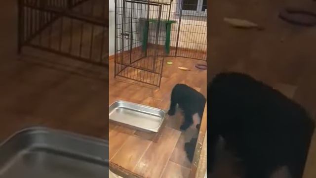 Ервин Стронг Харт. голубая лента. 2.06.21.Сын Роман-Кош Урсола и Зены(ДАЗЮ)'Сочи смотреть онлайн