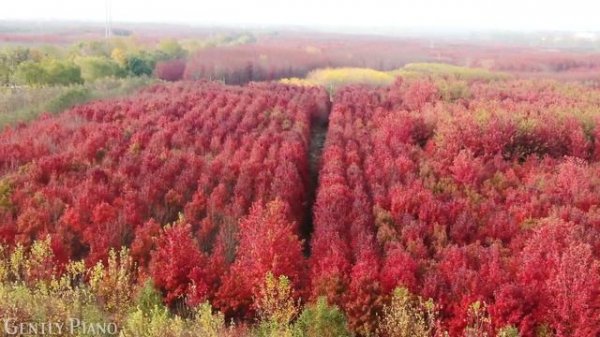 Enchanting Autumn Forests 4K Nature Relaxation - Calming Piano Music - Nature 4K Video UltraHD #1