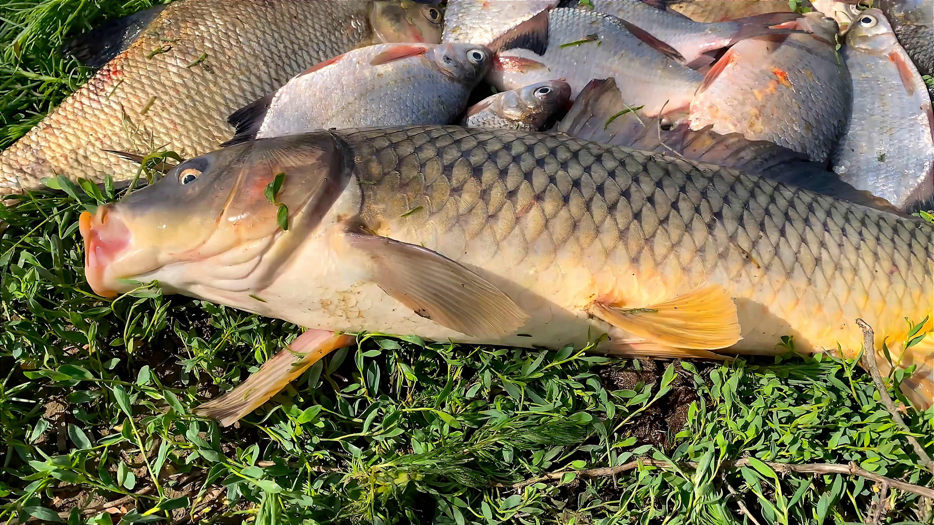 РЫБА УТАЩИЛА УДОЧКУ! САЗАН, ГУСТЕРА, ЛЕЩ! РЫБАЛКА НА ЧЕРВЯ. КАЗАХСТАНСКАЯ ГРАНИЦА. АСТРАХАНЬ 2023. смотреть онлайн