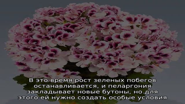 Выращивание королевской пеларгонии смотреть онлайн