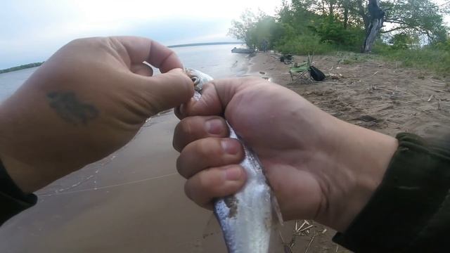 #8 Кама, Чехонь на резинку 13.06.18 смотреть онлайн