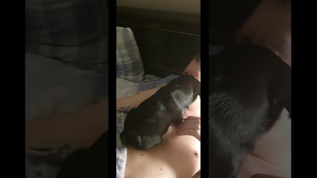Щенок мопса. Мопсячьи ласки перед сном смотреть онлайн