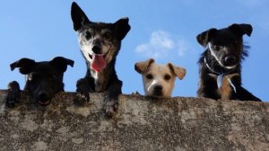 Лай Собак  Месть Соседям Звуки лая собак.