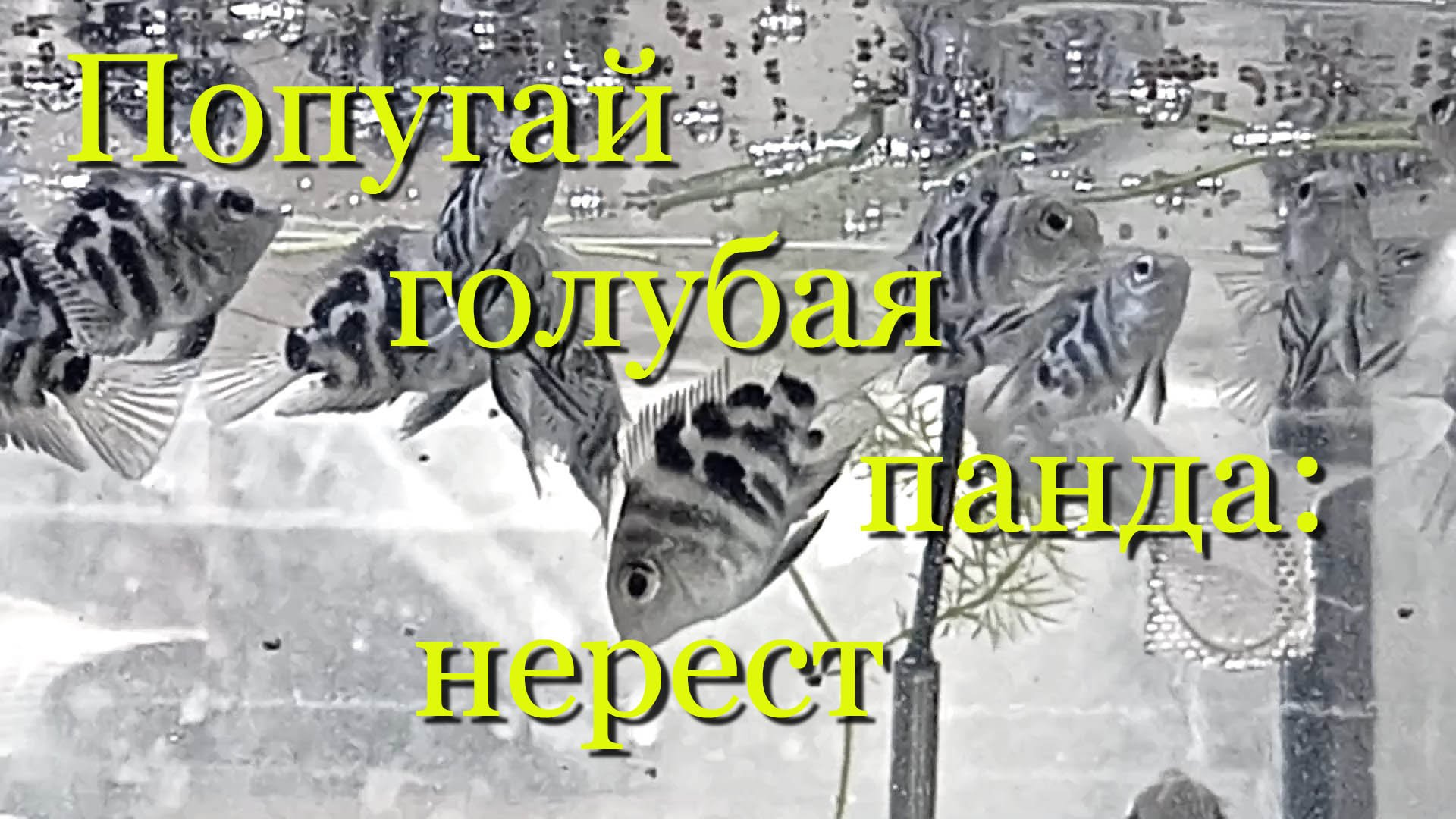 Попугай синий тигр: весь цикл размножения в домашних условиях от нереста до взрослой рыбки за 30 мин смотреть онлайн