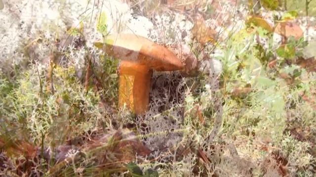 Грибы в Мурманске (за городом). смотреть онлайн