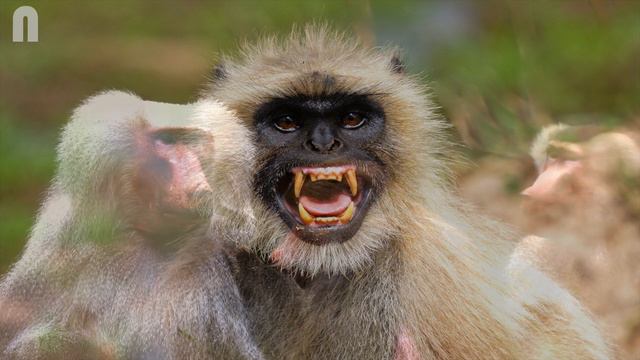Angry Langur Sound To Scare Monkeys Away