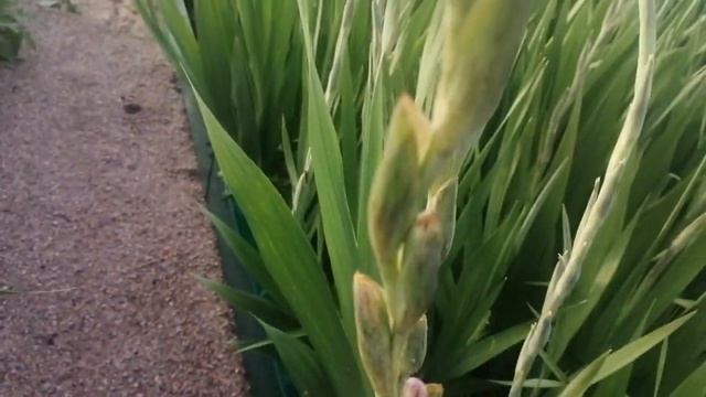 Начало цветения гладиолусов, заметки про сорт blue ice смотреть онлайн