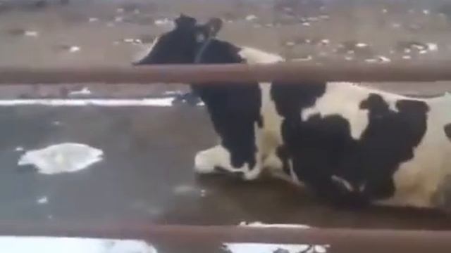 Как выглядит корова на льду смотреть онлайн