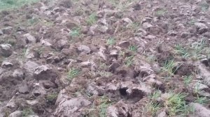 Мотоблок  Нева - вспашка целины