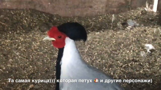 Всех с праздником Благовещения! Простите работала!Дело делай,да не ругайся!Труд отвлекает!Всем добр смотреть онлайн