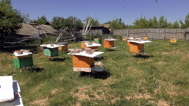 ВЫШЕЛ РОЙ НА 3,5 КГ! Я В ЭПИЦЕНТРЕ РОЯ ПЧЁЛ смотреть онлайн