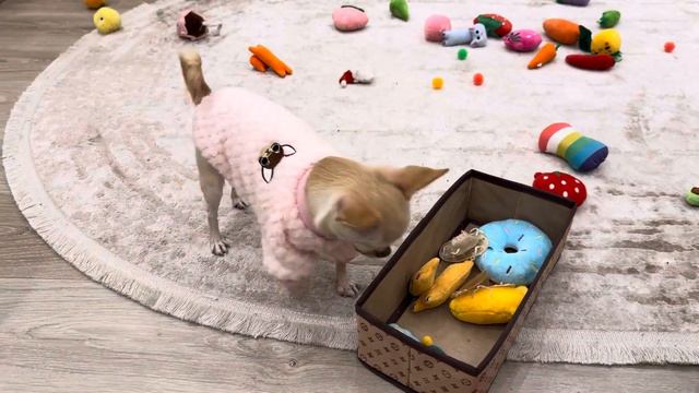 Не хочет чихуахуа Мия 🐕 играть с игрушками. Нет настроения. смотреть онлайн
