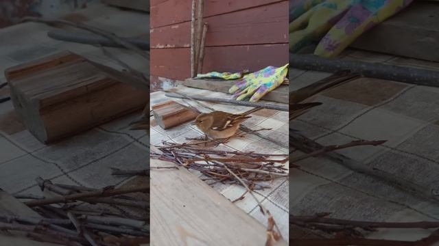 Реанимация зяблика смотреть онлайн