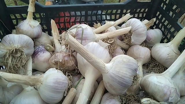 Чеснок в 2021 г. УДАЛСЯ!!!! /// С.Х.У смотреть онлайн