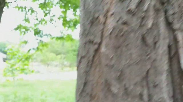 Уникально: пчелы живут в дупле акации!