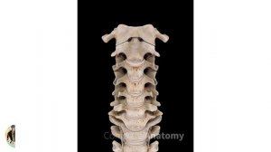 Клинические симптомы костных шпор (остеофитов) позвоночника