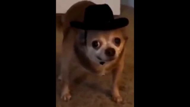 a chihuahua wearing a cowboy hat смотреть онлайн