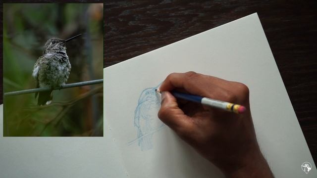 Drawing Birds: Anna's Hummingbird | Sketch Along Part I смотреть онлайн
