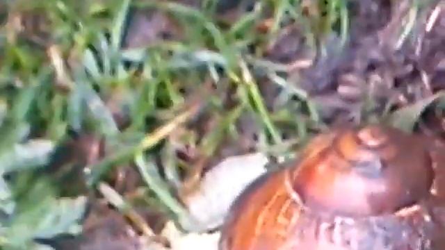 Песня для улитки :) смотреть онлайн