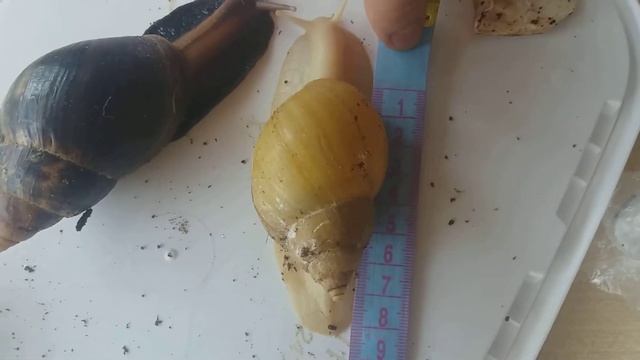 Измеряем улиток. Проблема в росте. Улитки Ахатины смотреть онлайн