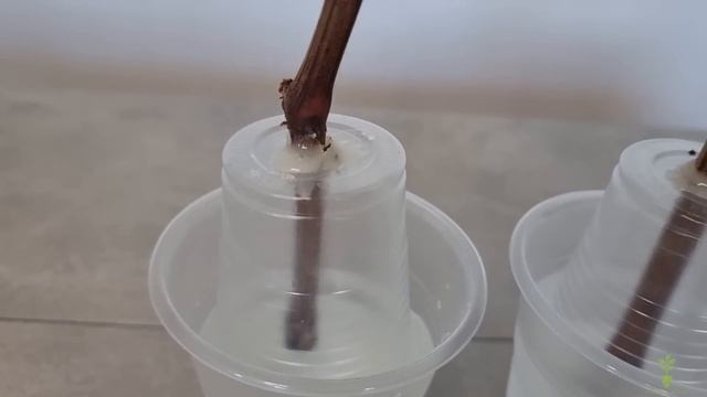 Rooting Of Cuttings Of Vines In Air And Water