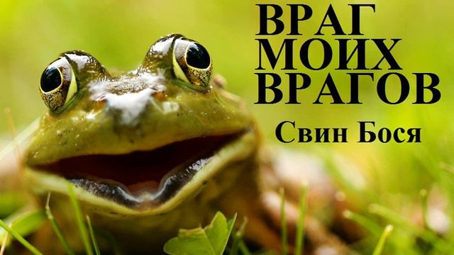 Свин Бося Враг моих Врагов смотреть онлайн