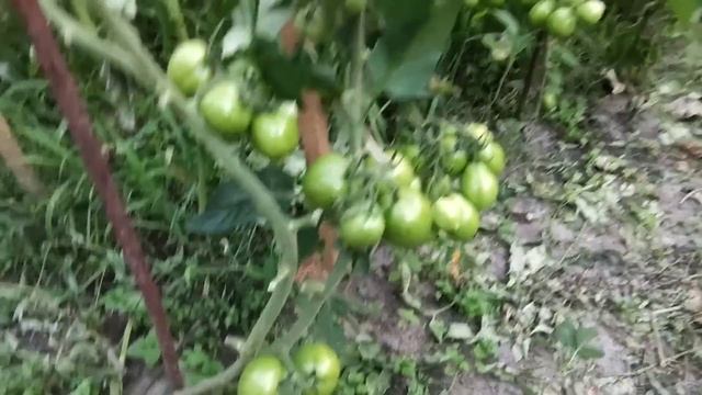 Интересно есть ли парфюм с этим запахом?... смотреть онлайн