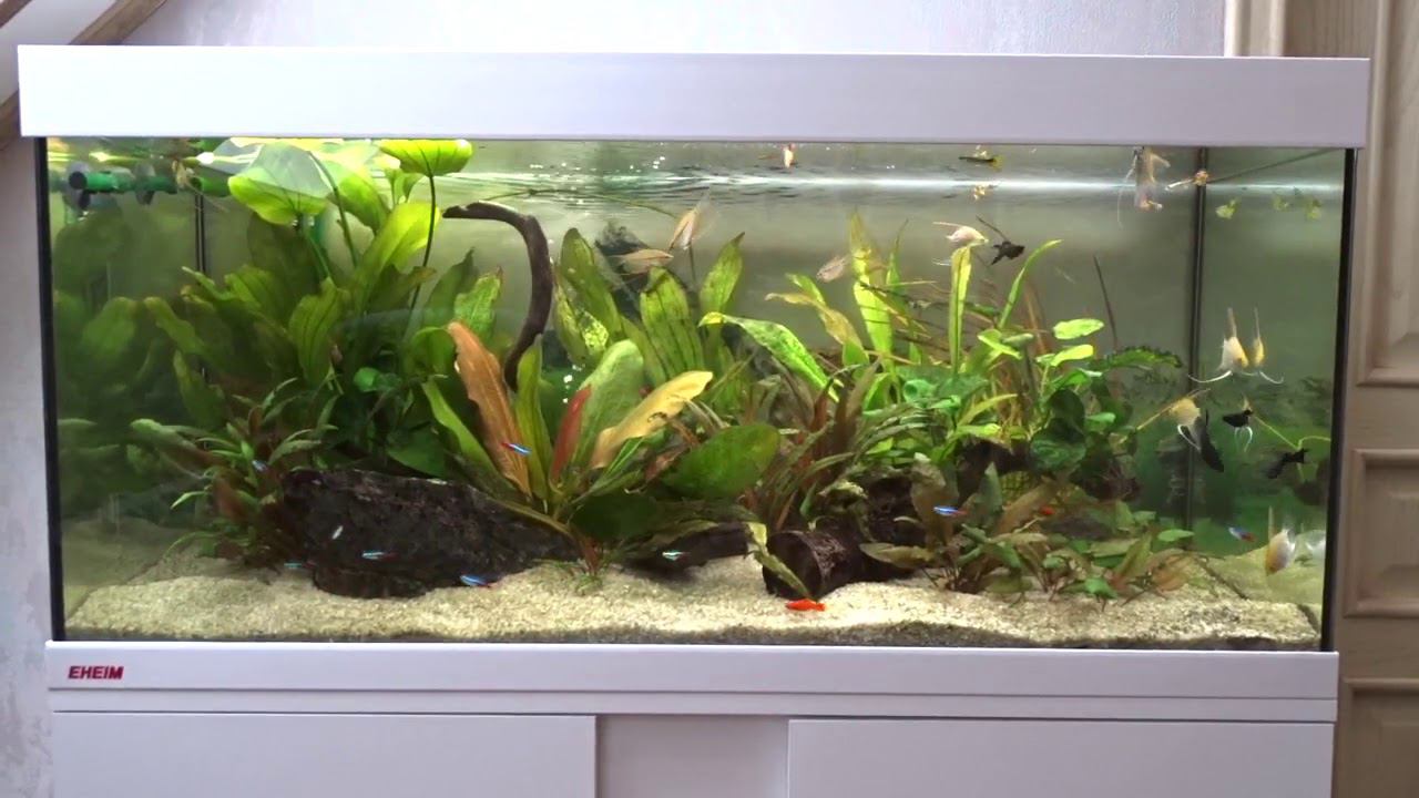 Аквариум с живыми растениями смотреть онлайн