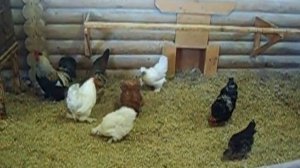 Петух и курочки на ферме в Москве | 8(965)380-13-11 Москва