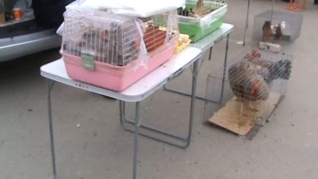 Ярмарка голубей г.Краснодар 07.05.2023г. 2часть смотреть онлайн