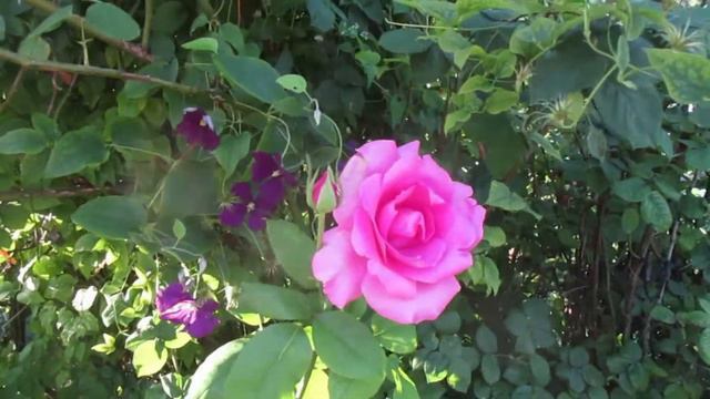 Garden tour #19a Hibiscus & Hydrangeas смотреть онлайн