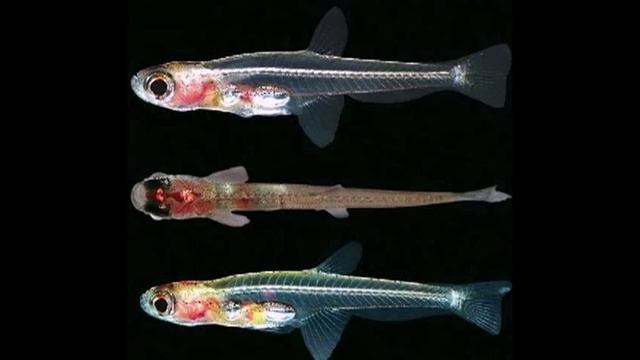 САМАЯ МАЛЕНЬКАЯ РЫБКА В МИРЕ!!! смотреть онлайн