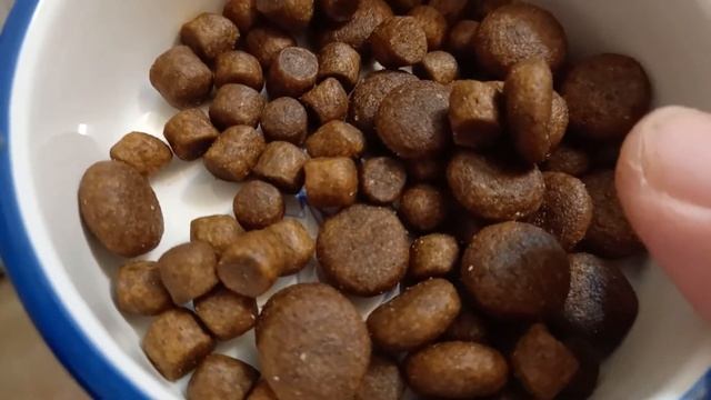 Чем кормить взрослого щенка Йоркширского терьера .Вернее,чем я кормлю 11 месячную Фею смотреть онлайн