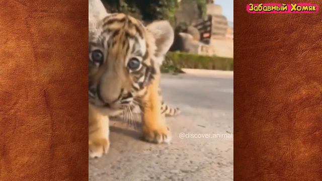 СМЕШНЫЕ ЖИВОТНЫЕ 2019 / ПРИКОЛЫ КОТЫ СОБАКИ, ЛУЧШИЕ ПРИКОЛЫ с Кошками и Собаками Funny Cats смотреть онлайн