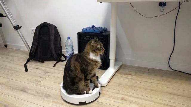 Кешинаильное такси: кот катается на роботе пылесосе