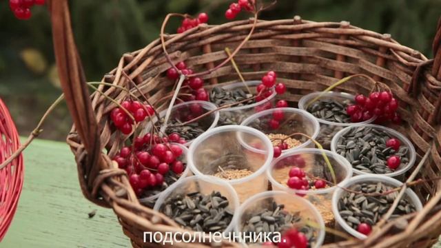Кормите птиц правильно ! смотреть онлайн