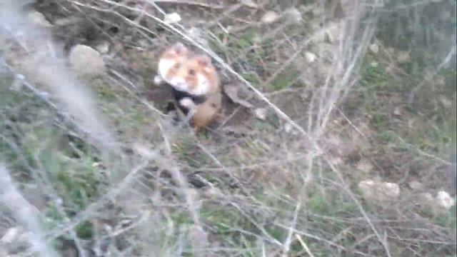 Хомяк карбыш Hamster