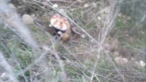 Хомяк карбыш hamster