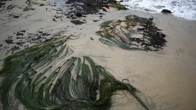 Northern California Tide Pools 👉 BEST California Tide Pools смотреть онлайн
