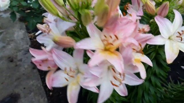 лилия Марлен смотреть онлайн