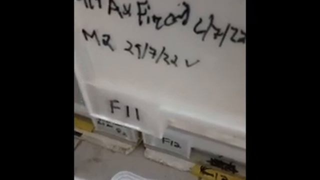 Ball Python on eggs. Clutch #3 for @snakesalivesa931 смотреть онлайн