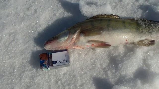 Рыбалка с друзьями на канале им. Сатпаева.2.04.2017г. 31 выпуск. смотреть онлайн