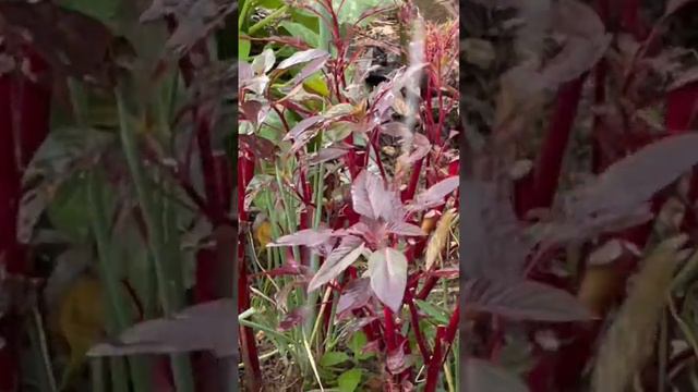 Red amaranth ￼ смотреть онлайн