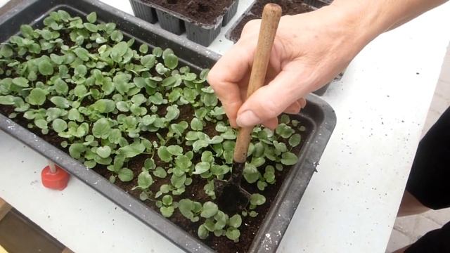 Пикируем виолу летней посадки!!! смотреть онлайн