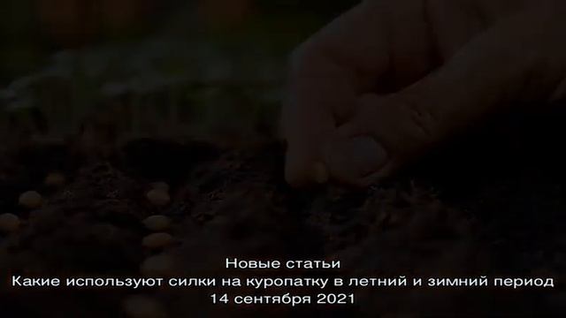 Что вы знаете о посадка и уходе в открытом грунте за камнеломкой? смотреть онлайн