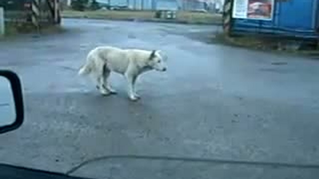 амерекано =D смотреть онлайн